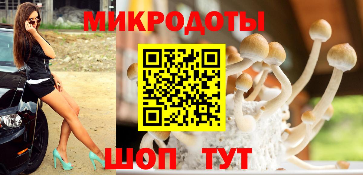 Галлюциногенные грибы Psilocybe  Кириши 